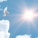 Obituary of Donald Arasimowicz