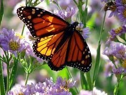 Obituario de Mrs. Patricia A. Youngberg