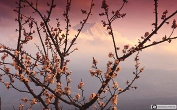 Obituario de Joyce Ann Wong