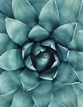 Obituary of Arthur Francis Cimoch