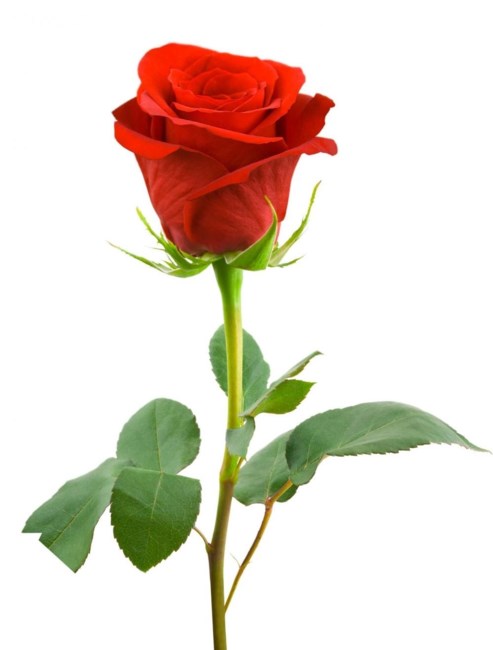 Obituary of Ethel O'Donnell