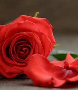 Obituary of Albert J. Broday