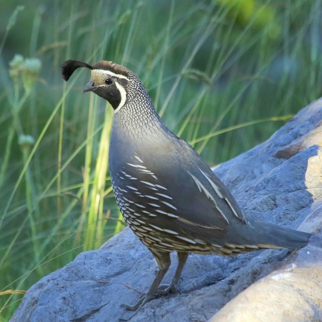 Avis de décès de James Albert Meyler