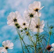 Obituary of Dorothy Armendariz