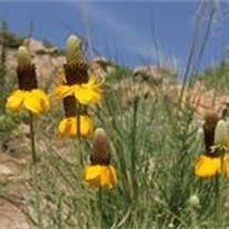 Obituary of Betty Jeanne Shue