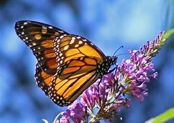 Obituary of Ann Mays Davis