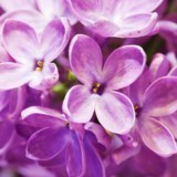 Obituary of Marsha Lindmark