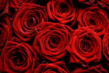 Obituary of Dorothy C. Stewart