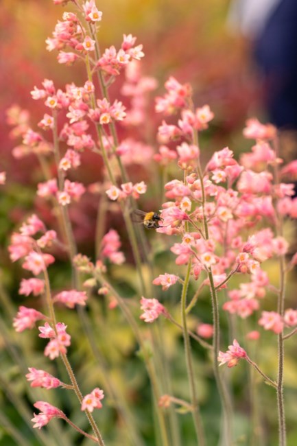 Obituary of Yeuk Chi Yip