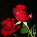 Obituary of Mr. Frank Bobb Schwab