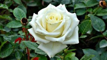 Obituary of Karla Jane Sanders