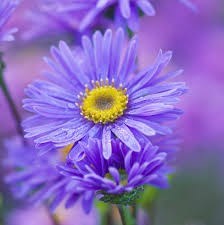 Avis de décès de Procora Sanchez Rosales