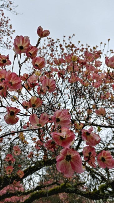 Obituary of Weng Chien Liu