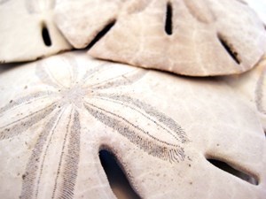 Obituary of Edward Cotter Keefe