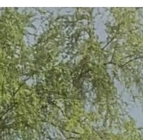 Martin Rojas Obituary - Tucson, AZ