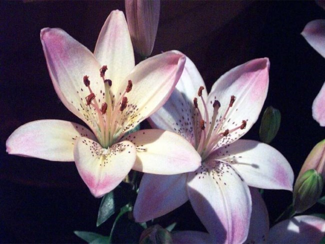 Kimberly Evans Obituary Douglasville Ga