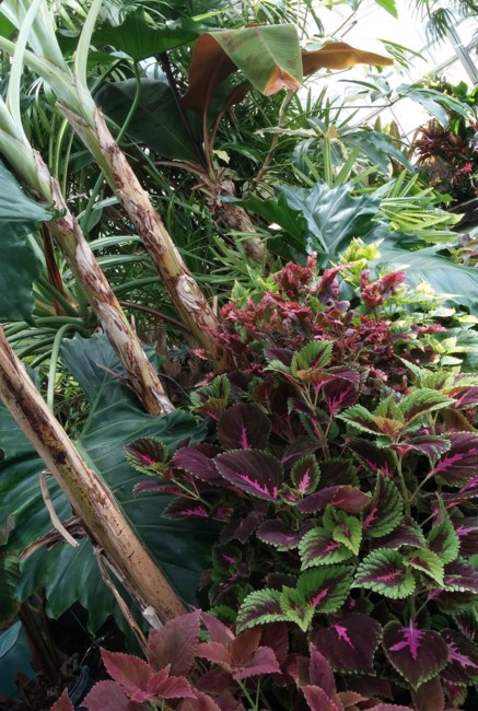 Obituary of Douglas Elia Akau