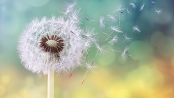 Obituary of Virginia Patton