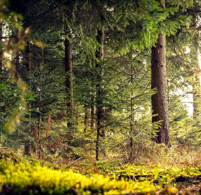 Obituary of Francis "Dan" Daniel Blondin