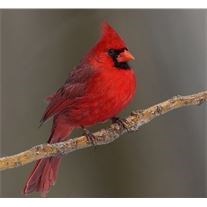 Obituary of Melvina Eileen Montgomery