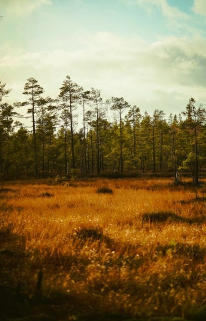 Obituary of Michael Richard Carlson