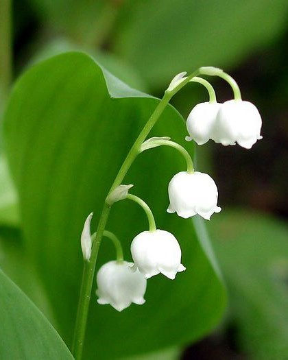 Obituary of Maxine Lille HARRIS