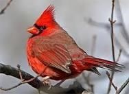 Obituary of Dorothy Mae Womble Franks