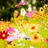 Obituary of Lucia Valdez