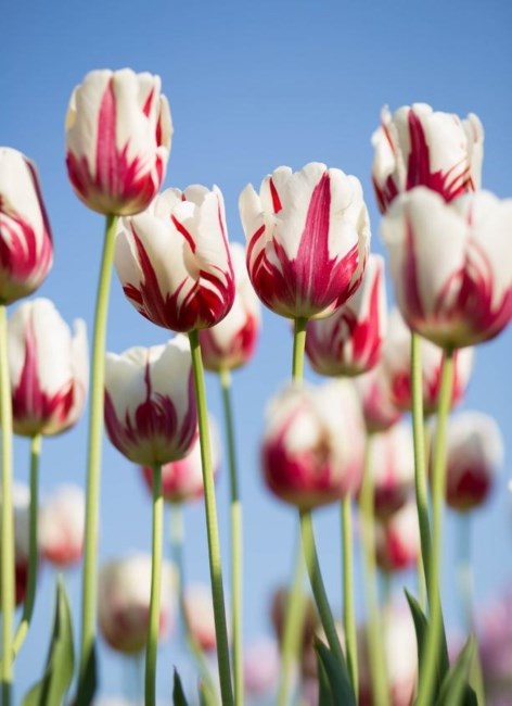 Obituary of Deborah Ashford