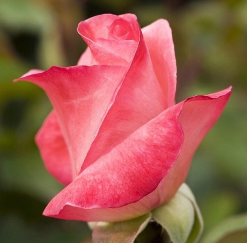 Obituary of Janet Franz