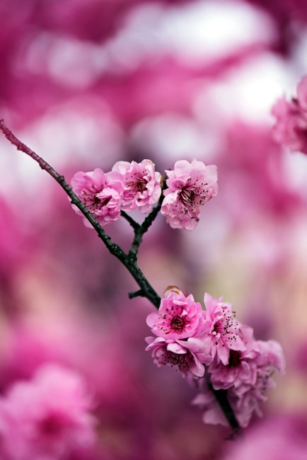 Obituary of Concepcion Ramirez Jurado Vda De Perez