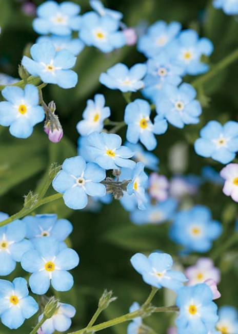 Obituary of Chick Yip Leung