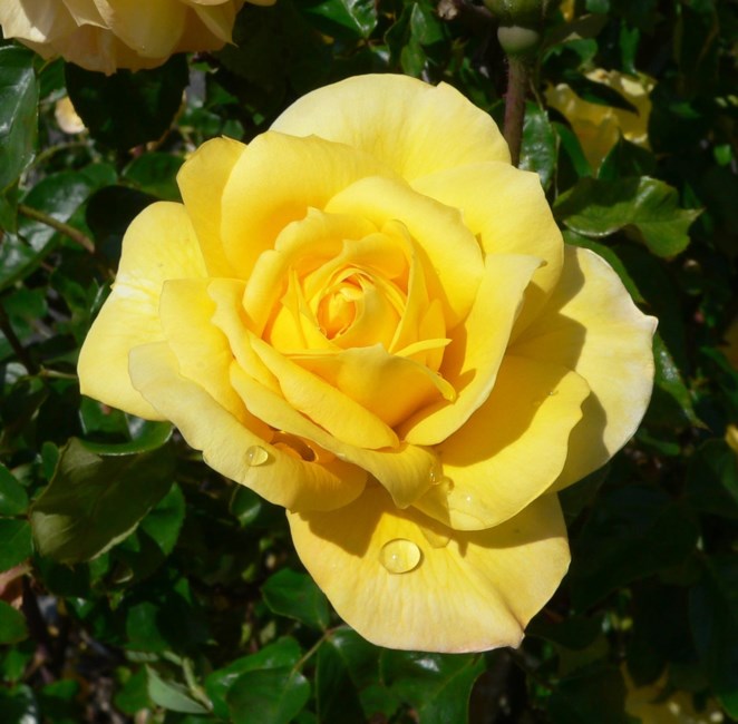 Obituary of Marie Tripolone