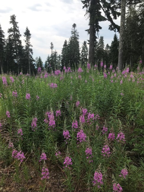 Obituary of Bernice Emily Guerrero