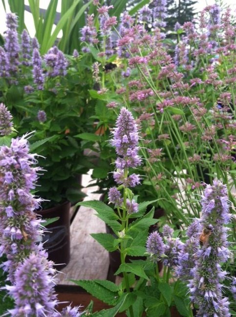 Obituary of Elaine S. Rogers