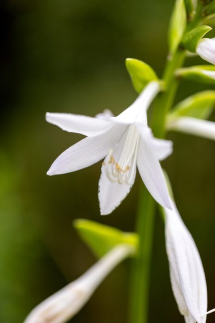 Obituario de Hala Jiries Misleh