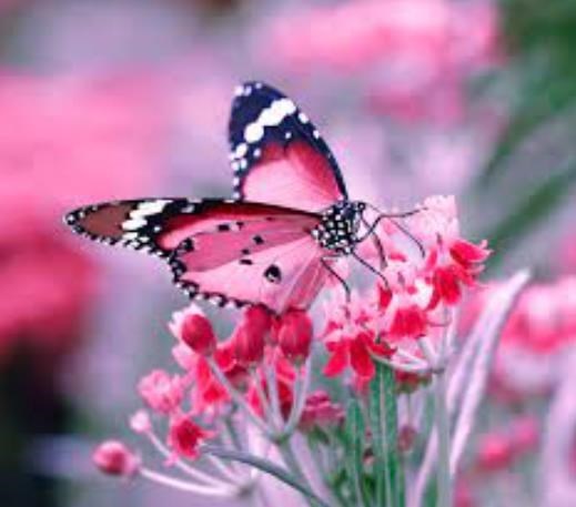 Obituary of Linda Sue Stith