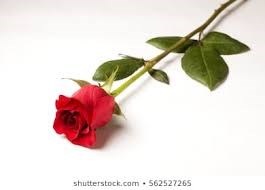 Obituary of Jane Elizabeth Parker