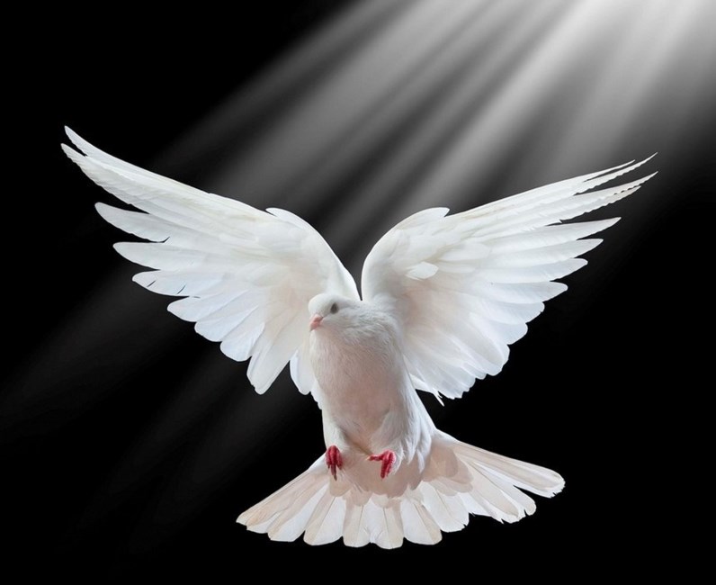 Obituary of Christopher Garcia Viramontes