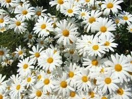 Obituary of Helen Mae Boyle