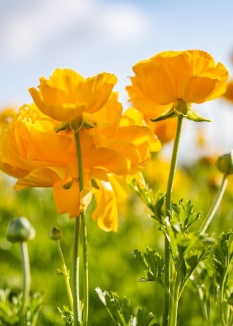 Obituary of Apostole Tzotzolis