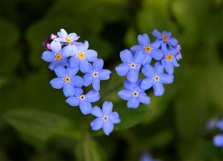 Obituary of Pamela A. Burton