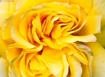 Obituary of Mary Janie J Cleveland