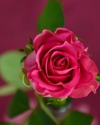 Obituary of Edna Louise Smith