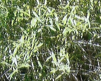 Jean Richer Obituary - St-Eustache, QC