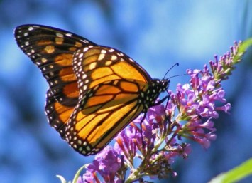 Obituary of Rhoda Irene Cooper