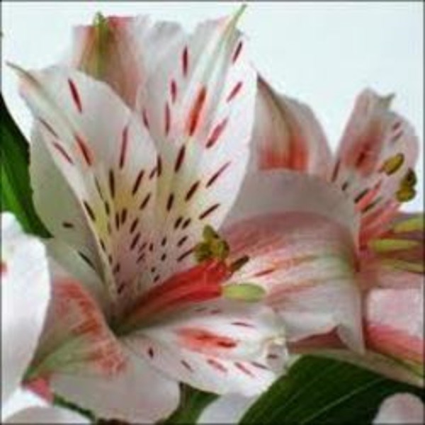 Johnnie Mae Wade Obituary Houston, TX