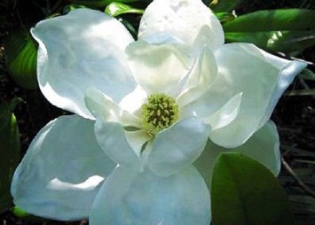 Obituary of Peggy Jean Anthony