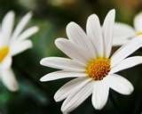 Obituary of Rose Mary Miller