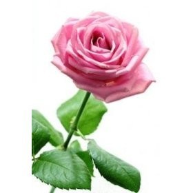 Kellie Ann Wilkinson Obituary - Pflugerville, TX